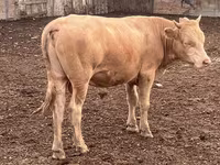 سانڈ, Simmental cattle — تصویر 3