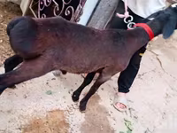 قوچ, Hissar sheep — عکس 1