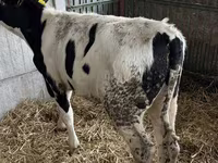 Dibi, Russian Black pied cattle — sawirka 2