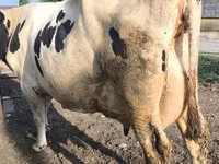 Krava, Swiss cattle — fotografija 4