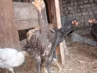 Chickens — foto 1