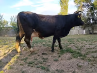 گاو ماده, Russian Black pied cattle — عکس 2