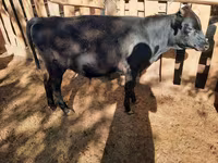 گاو نر, گاو — عکس 2