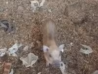母猪 — 照片 2