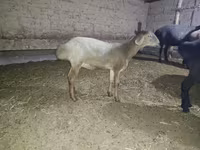 Sheep, Hissar sheep — photo 1