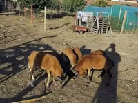 Хуц, Cameroon sheep — 2 зураг