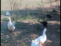 Turkeys — عکس 8