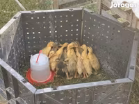 Ducks — ảnh 1