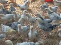 Chickens — foto 4