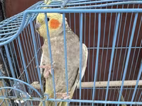 Nimfa (Cockatiel) cütlüyü + qəfəs - Növ: Nimfa papağanı (Cockatiel) — عکس 4