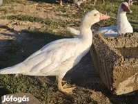 Ducks — Foto 1