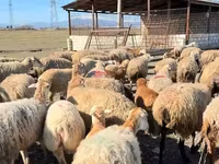 Wad, Sheep — sawirka 3