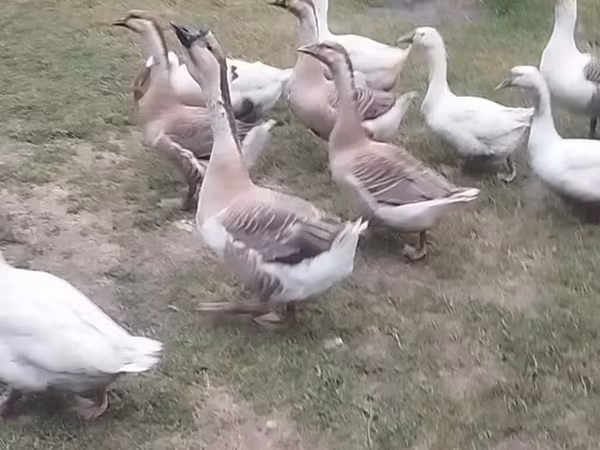 Geese — Azerbaijan