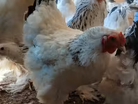براهما — عکس 4