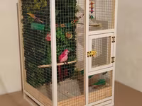 Papuqay,dovşan,hamster,şinşila,bildirçin,cücə,xamyak,pişik,quş,tısbağa — fotografija 2
