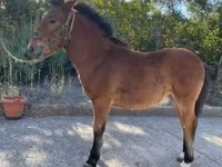 Kuda jantan, Welsh Cob — foto 1