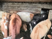Αγελάδα, Simmental cattle — φωτογραφία 5