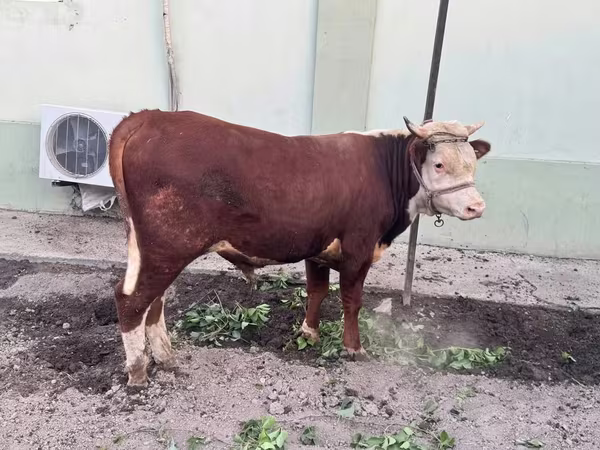 Lembu jantan, Hereford