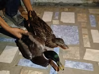 Ducks — عکس 4