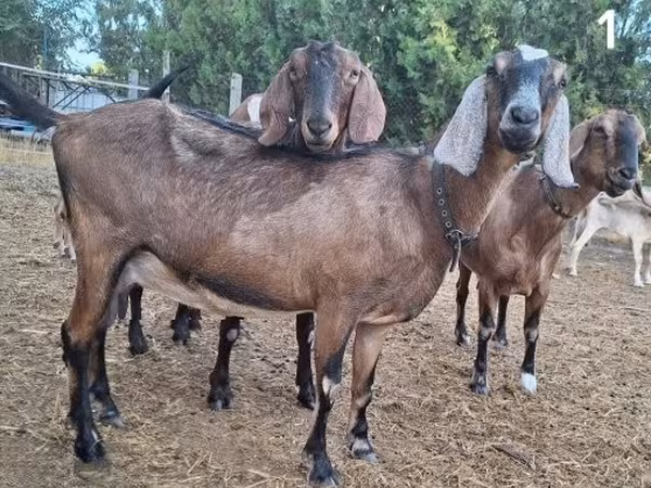 თხა, Nubian Goat