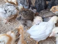 Chickens — foto 3
