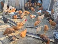 Chickens — 1-rasm