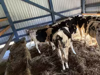 Goveda (partija, pol nije naveden), Russian Black pied cattle — fotografija 1