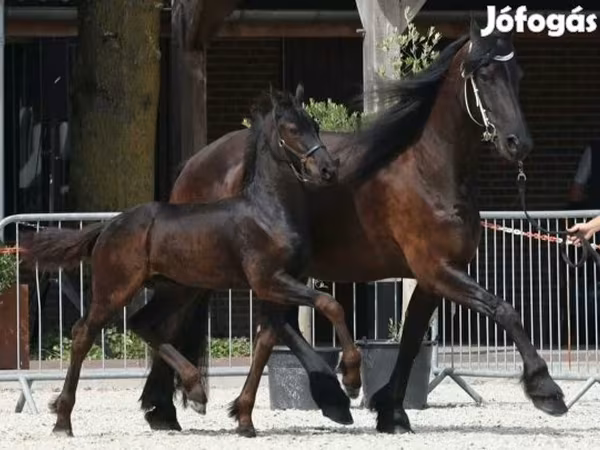 Faras, Friesian