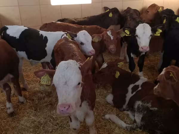 Rinder (Partie, Geschlecht nicht angegeben), Simmental cattle