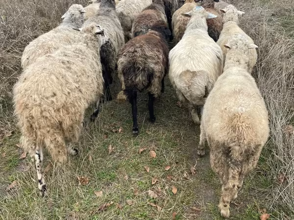 Ram, Sheep