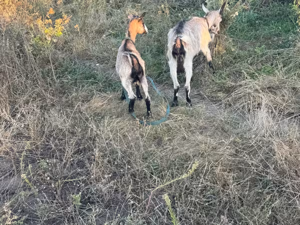Goat, Goats