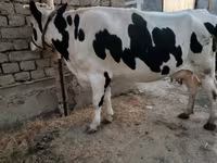 Koe, Holsteinras — foto 2