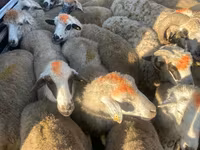 Sheep, Sheep — photo 2