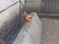 Chickens — ፎቶ 2