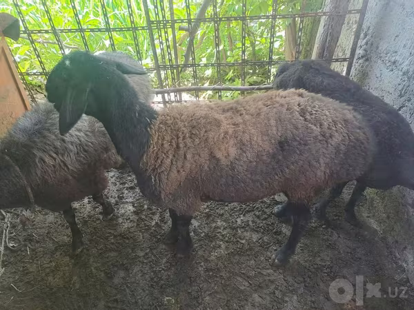 绵羊（批次，未指定性别）, Blackheaded Persian sheep — 乌兹别克斯坦