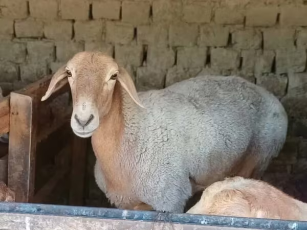 Oaie, Oi