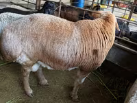 Қошқар, Arashan sheep — 8-сурет