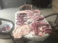 Kambing jantan, Sheep — foto 1