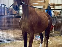 Klisna, Dutch warmblood horse — foto 3