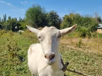 Koza, Saanen goat — foto 8