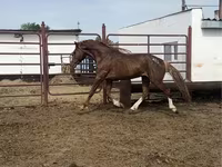 حصان, Arabian horse — الصورة 4