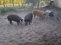 Kanec, Prasata — foto 2