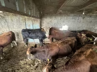 Toro, Ganado vacuno — foto 1