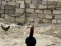 Chickens — الصورة 7