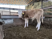 گاو نر, Swiss cattle — عکس 6