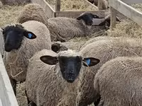 Sheep, Blackheaded Persian sheep — photo 3