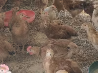 Chickens — புகைப்படம் 4