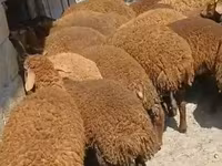 Wad, Sheep — sawirka 1