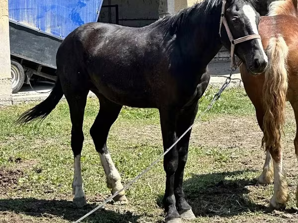 مادیان, اسب