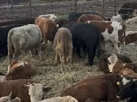ხარი, Simmental cattle — ფოტო 2